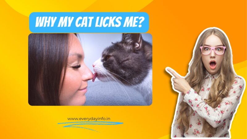 Why My Cat Licks Me: It’s good or Bad?