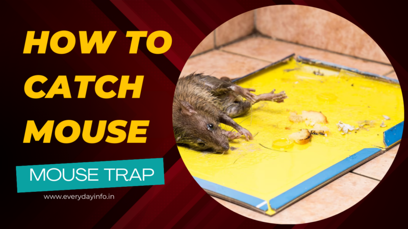 Mouse Trap: How to catch a Mouse – Easy way